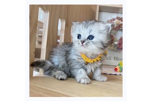 成約済の長野県のミヌエット-20836の3枚目