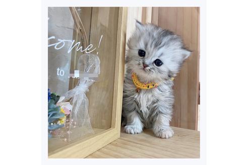 成約済の長野県のミヌエット-20836の4枚目