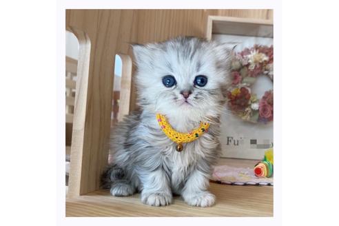 成約済の長野県のミヌエット-20836の5枚目