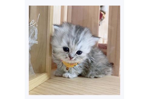 成約済の長野県のミヌエット-20836の2枚目