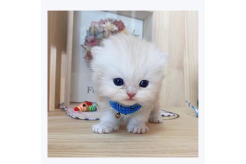 成約済の長野県のミヌエット-20837の1枚目