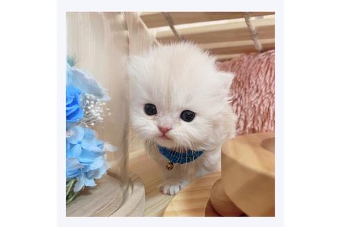 成約済の長野県のミヌエット-20837の5枚目