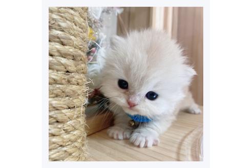 成約済の長野県のミヌエット-20837の2枚目