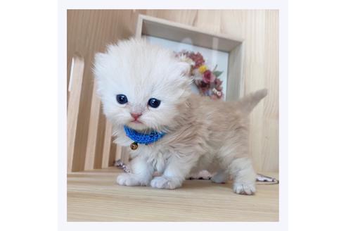 成約済の長野県のミヌエット-20837の3枚目