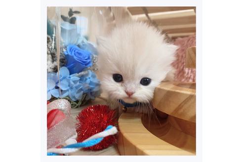 成約済の長野県のミヌエット-20837の4枚目