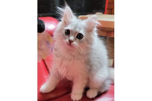 成約済の埼玉県のサイベリアン-20881の2枚目