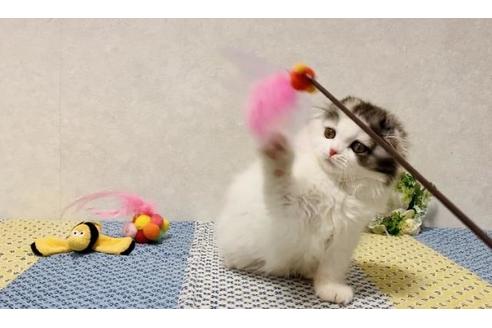 成約済の大阪府のスコティッシュフォールド-20928の5枚目