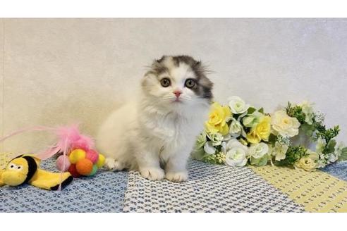 成約済の大阪府のスコティッシュフォールド-20928の2枚目