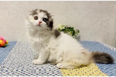 成約済の大阪府のスコティッシュフォールド-20928の4枚目