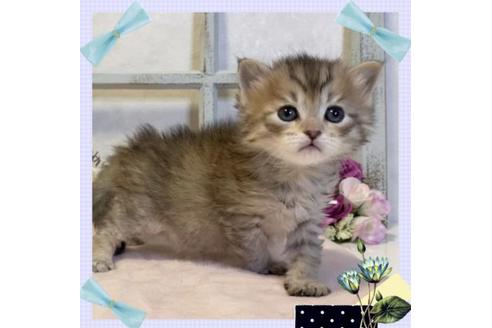 成約済の大阪府のサイベリアン-20929の1枚目