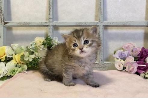 成約済の大阪府のサイベリアン-20929の4枚目