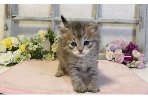 成約済の大阪府のサイベリアン-20929の3枚目