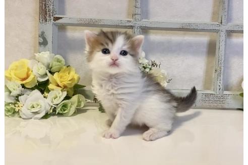 成約済の大阪府のサイベリアン-20931の4枚目