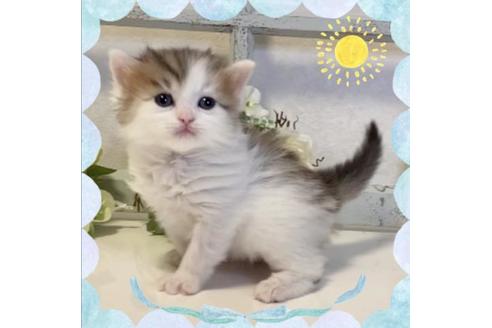 成約済の大阪府のサイベリアン-20931