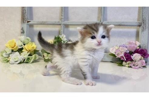 成約済の大阪府のサイベリアン-20931の2枚目