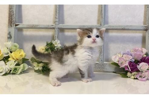 成約済の大阪府のサイベリアン-20931の3枚目