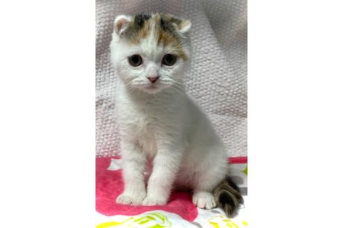 鹿児島県でスコティッシュフォールドの子猫を探す 子猫ブリーダーナビ 鹿児島県でスコティッシュフォールドの子猫を探す 子猫ブリーダーナビ