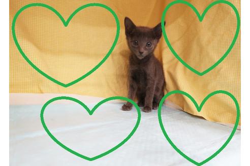 成約済の東京都のロシアンブルー-21041の1枚目