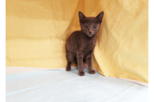 成約済の東京都のロシアンブルー-21041の2枚目