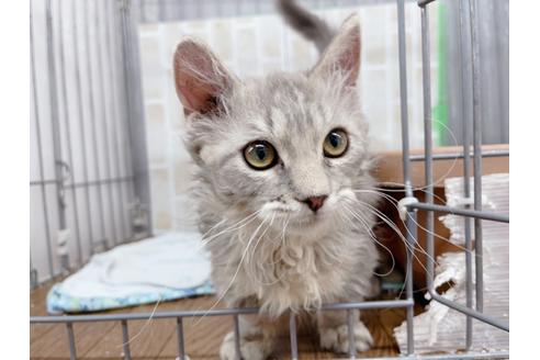 成約済の東京都のその他の猫種-20093の10枚目