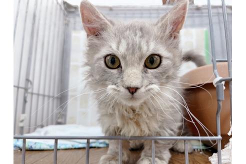 成約済の東京都のその他の猫種-20093の1枚目