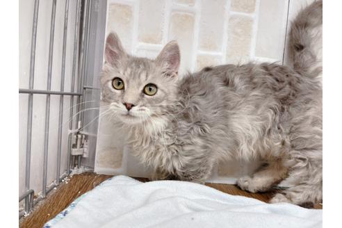 成約済の東京都のその他の猫種-20093の12枚目