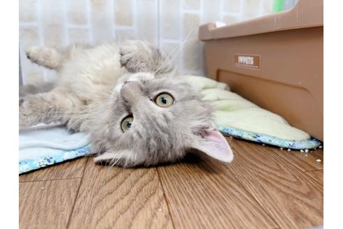 成約済の東京都のその他の猫種-20093の13枚目