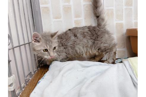 成約済の東京都のその他の猫種-20093の9枚目