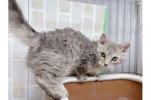 成約済の東京都のその他の猫種-20093の8枚目