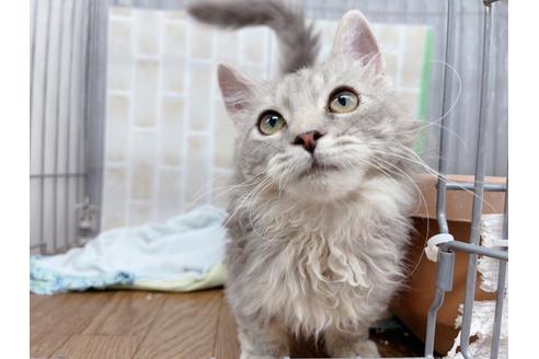 成約済の東京都のその他の猫種-20093の7枚目