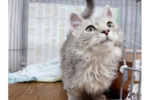 成約済の東京都のその他の猫種-20093の3枚目