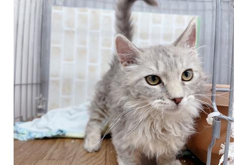 成約済の東京都のその他の猫種-20093の4枚目