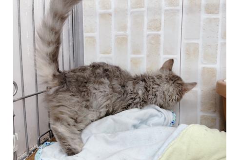 成約済の東京都のその他の猫種-20093の2枚目