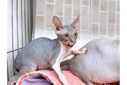 成約済の東京都のその他の猫種-20084の8枚目