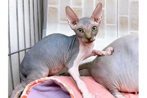 成約済の東京都のその他の猫種-20084の9枚目