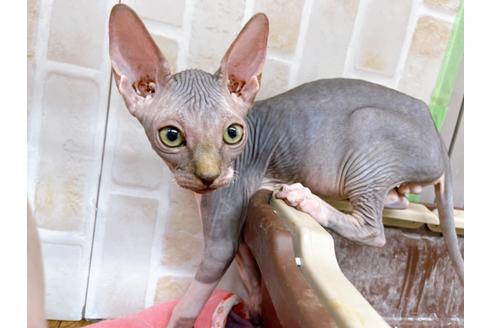 成約済の東京都のその他の猫種-20084の3枚目