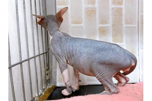 成約済の東京都のその他の猫種-20084の4枚目