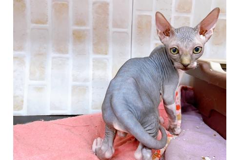 成約済の東京都のその他の猫種-20084の5枚目