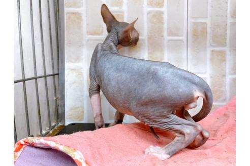 成約済の東京都のその他の猫種-20084の6枚目