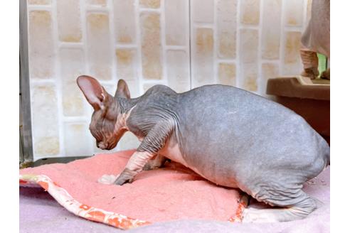 成約済の東京都のその他の猫種-20084の7枚目