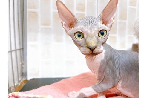 成約済の東京都のその他の猫種-20084の2枚目