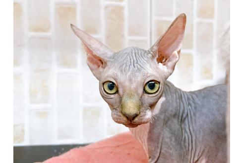 成約済の東京都のその他の猫種-20084の1枚目