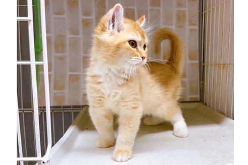 成約済の東京都のその他の猫種-18915の10枚目