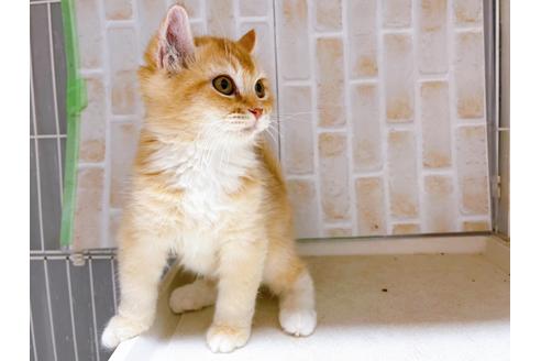 成約済の東京都のその他の猫種-18915の9枚目