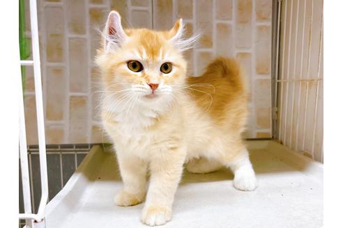 成約済の東京都のその他の猫種-18915の8枚目