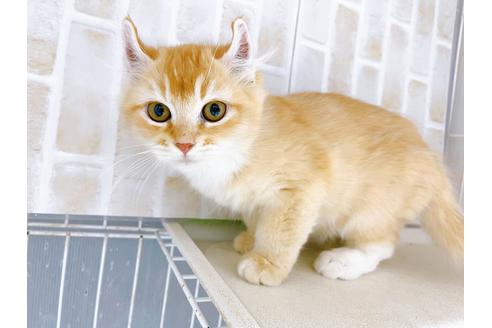 成約済の東京都のその他の猫種-18915の7枚目