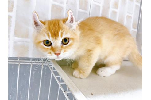 成約済の東京都のその他の猫種-18915の6枚目