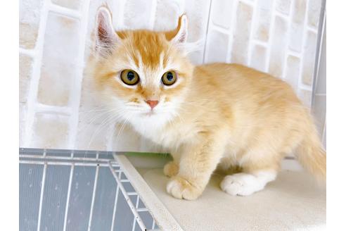 東京都でその他の猫種の子猫を探す 16ページ目 子猫ブリーダーナビ