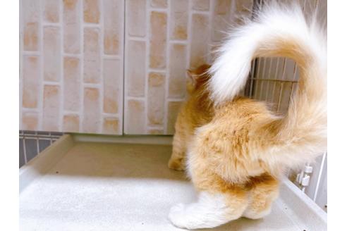 成約済の東京都のその他の猫種-18915の5枚目