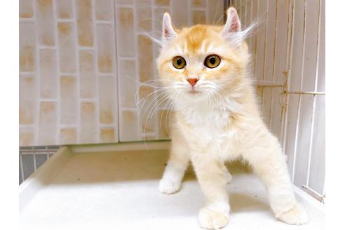 成約済の東京都のその他の猫種-18915の4枚目